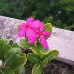 Catharanthus roseus Blomma