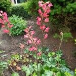 Heuchera sanguineaCvet