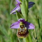 Ophrys fuciflora മറ്റ്