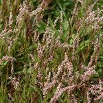 Persicaria decipiens Цвят