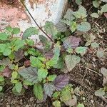 Boerhavia erecta Leaf