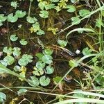 Nymphaea heudelotii पत्ता