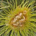 Aciphylla colensoi Flower