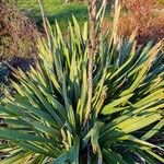 Yucca gloriosa Blatt