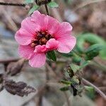 Potentilla nepalensis Flower