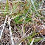 Carex halleriana Leaf