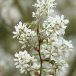 Amelanchier canadensis ফুল