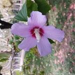 Hibiscus syriacusFlower