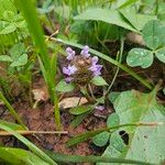 Prunella vulgarisFlower