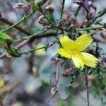 Lactuca muralis Flower