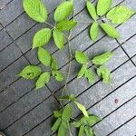 Rubus canadensis برگ