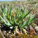Poa badensis Otro