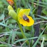 Ophrys lutea Bloem