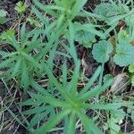 Galium aristatum Листок