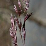 Festuca quadriflora Anders