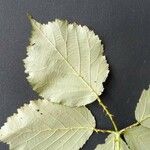 Rubus winteri Blad