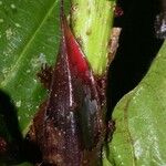 Simira maxonii Bark