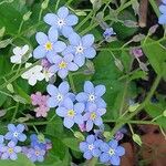 Myosotis sylvatica 花