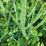 Coronilla securidaca Vrucht