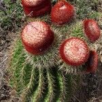 Melocactus intortus موطن