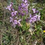Hesperis laciniata 形態