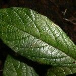 Cordia nodosa Blatt