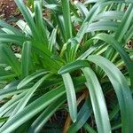 Agapanthus spp. Blad