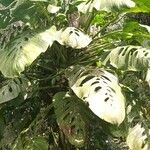 Monstera lechleriana Ліст