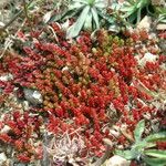 Crassula tillaea Leaf