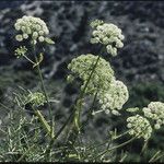 Angelica lineariloba Flor