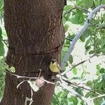Ziziphus spina-christi Kabuk