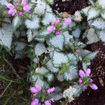 Lamium maculatum 整株植物