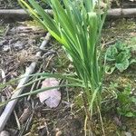 Allium sativum Leaf