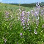 Vicia dalmatica Flower