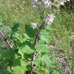 Salvia sclarea Feuille