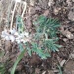 Lupinus albusFlower