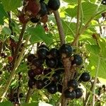 Ribes nigrum Плід