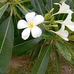 Plumeria obtusa Kvet