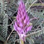 Anacamptis pyramidalis Kwiat