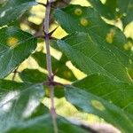 Zanthoxylum clava-herculis 樹皮
