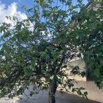 Ficus carica Habit