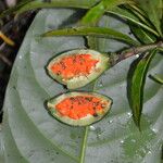 Erblichia odorata Fruit