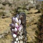 Lupinus weberbaueri Flor