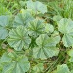 Malva neglectaЛіст