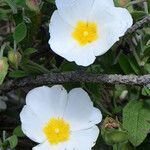 Cistus salviifolius Flors