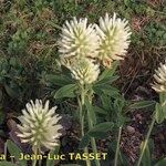 Trifolium pannonicum Blüte
