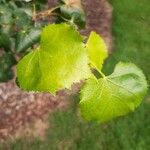 Tilia amurensis Blatt