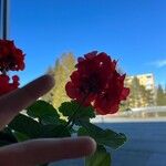 Pelargonium zonale 花