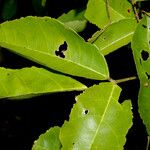 Connarus lentiginosus Hoja