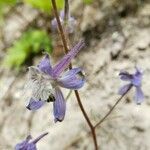 Delphinium nuttallianum Virág